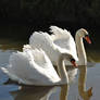 Swan Couple Original