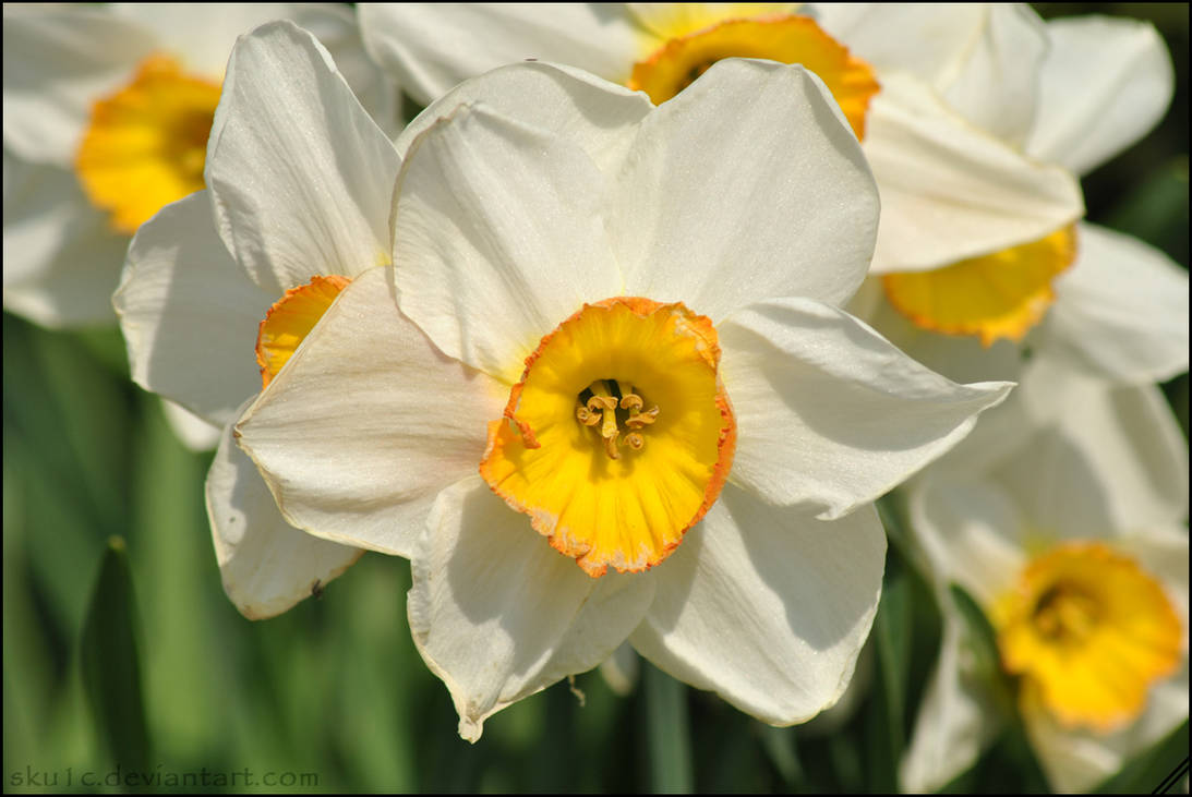 Название цветка нарцисс. Нарцисс Ирен Коупленд. Нарцисс оранж Джус. Нарцисс Электрус. Нарцисс Lieke.