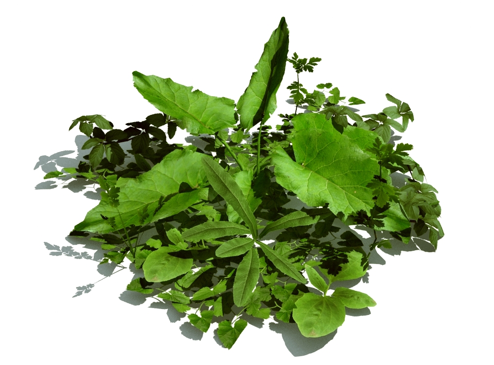 Plant 02. 3d Herb PNG.