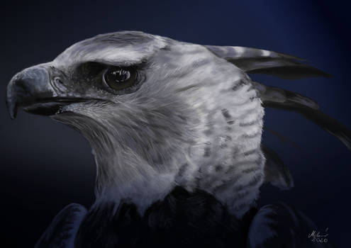 Harpy Eagle painting in Krita 4.4