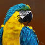 Macaw parrot portrait