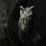 Owl in Soft Light