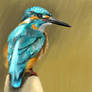 Kingfisher