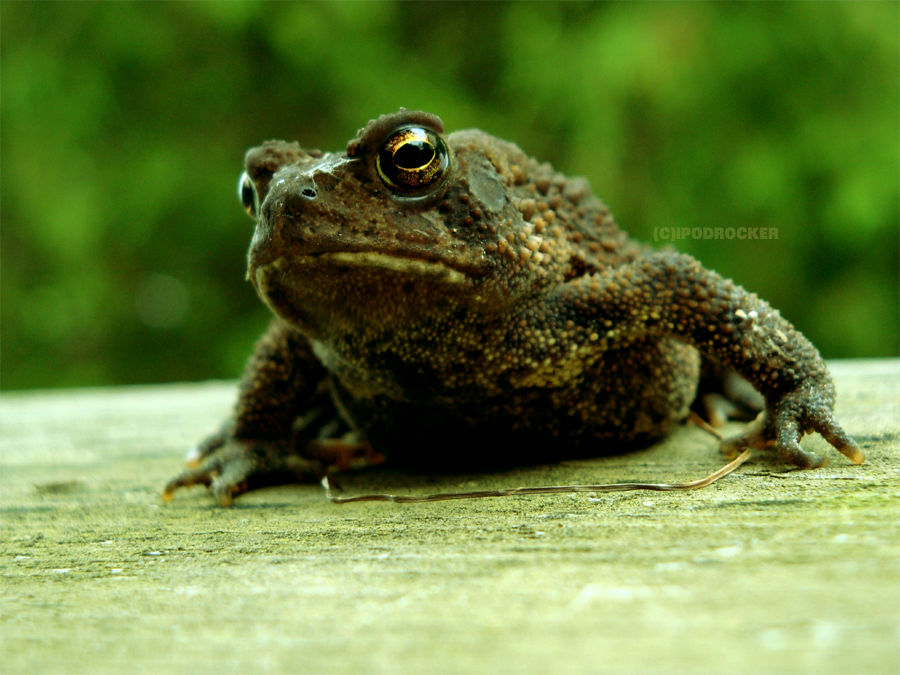 petite grenouille