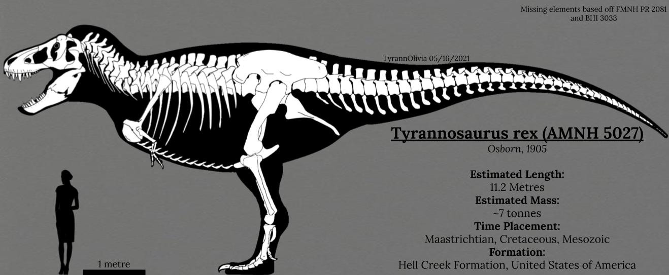 Tyrannosaurus rex (AMNH 5027)
