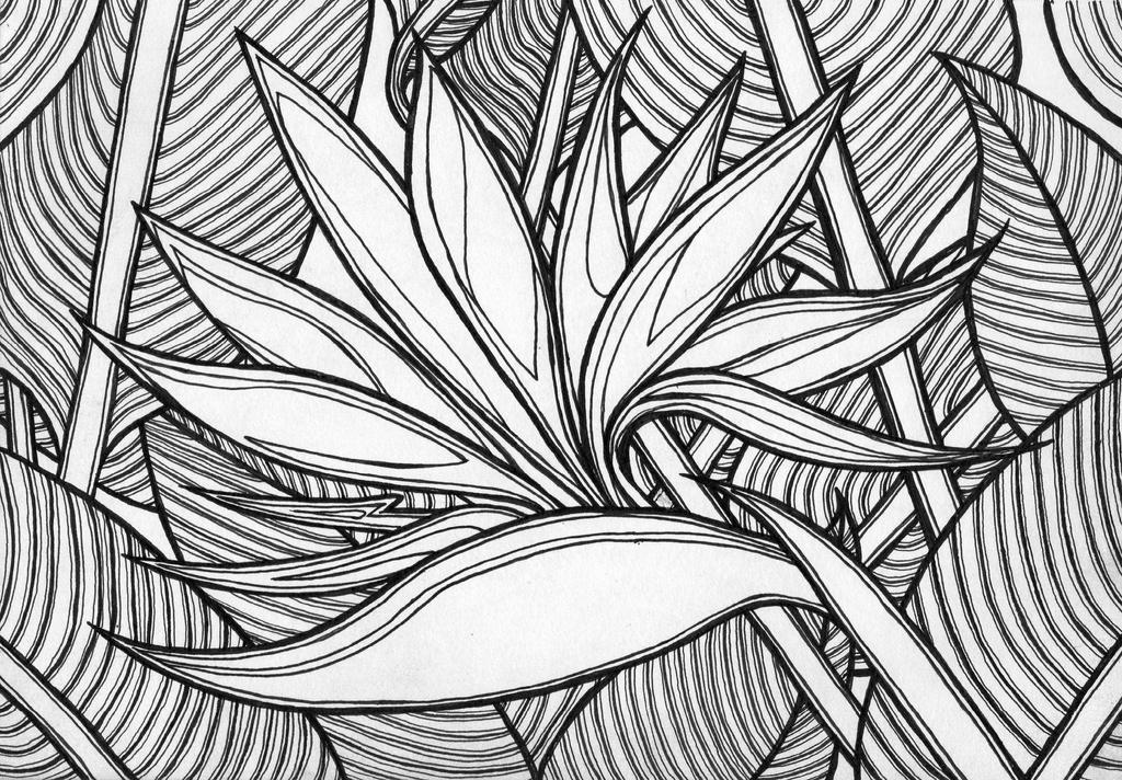 670+ Birds Of Paradise Coloring Book Picture HD 670+ Birds Of Paradise Coloring Book Picture HD