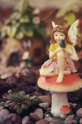 Fairy Garden