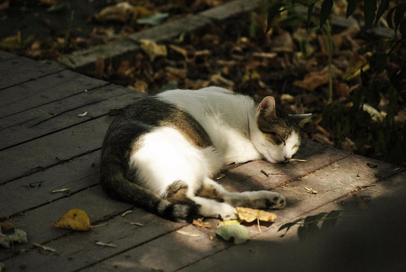 Sleeping cat