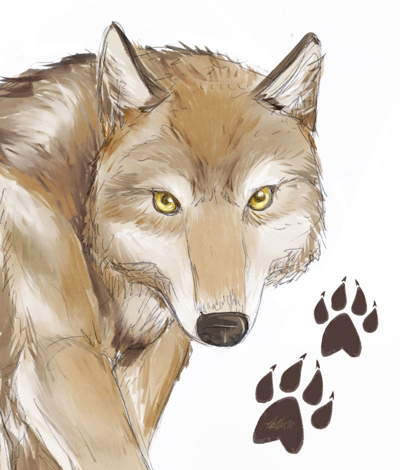 Wolf by HeSerpenty on DeviantArt