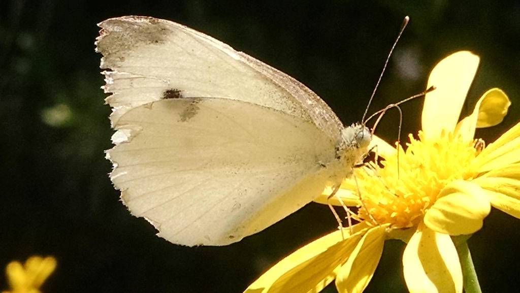 White Butterfly