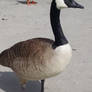 Canadian Goose