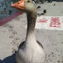 Goose