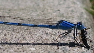 Damselfly