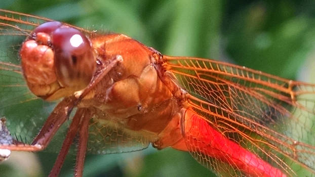 Red Veined Darter