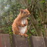 Red Squirrel