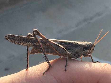 Grasshopper