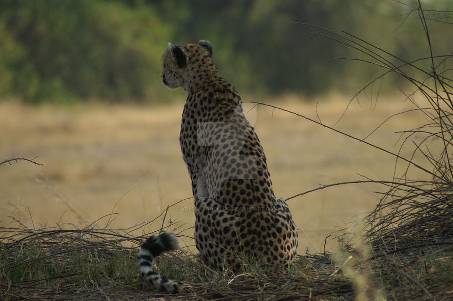 -Stock- Hunting Cheetah