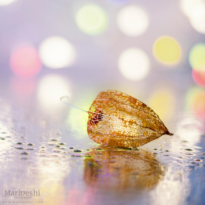 Physalis by Marloeshi Physalis by Marloeshi