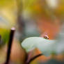 Ladybug in the fall