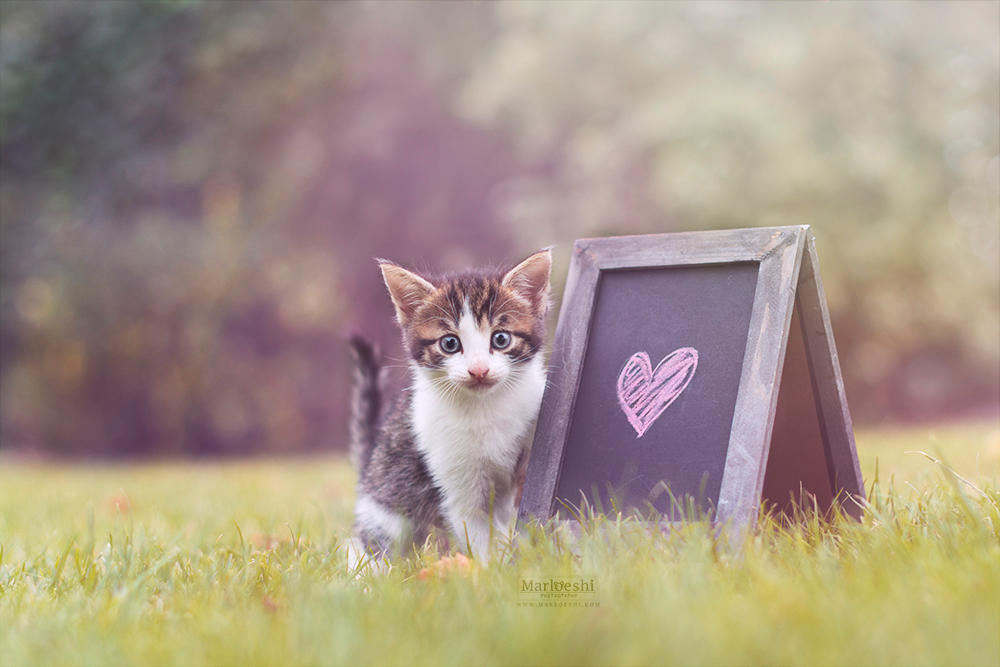 Love in the backyard by Marloeshi