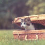 Sunny days