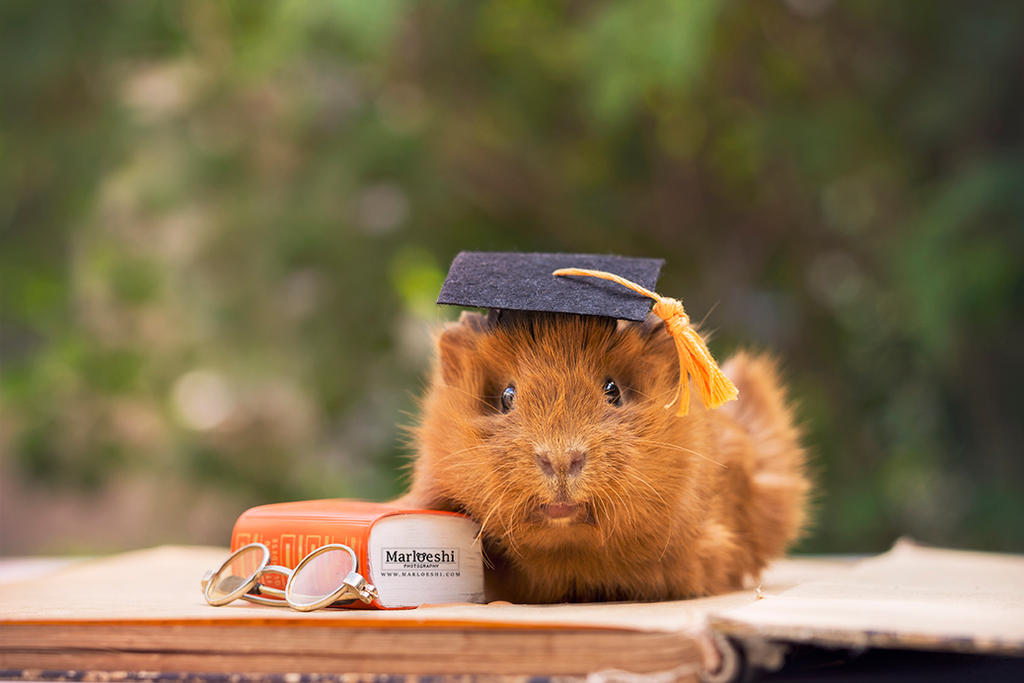 Graduation Pig by Marloeshi