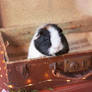 Vintage guinea pig