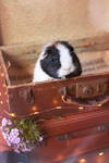 Vintage guinea pig by Marloeshi