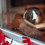 Bookish Guinea Pig
