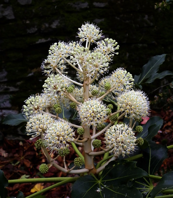 Autumn flower