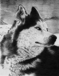 Husky drawing by maisy120