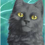 Graystripe