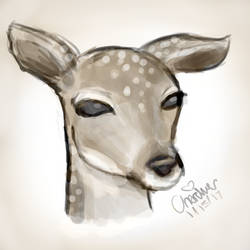 Deer