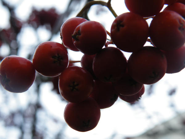 Ash Raspberry ashberry by shiizuru on DeviantArt