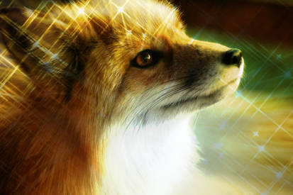 Light fox