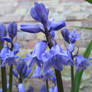 Blue Bells