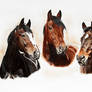 Horseportraits