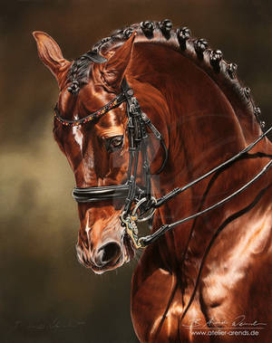 Dressage Horse Damon Hill NRW by AtelierArends