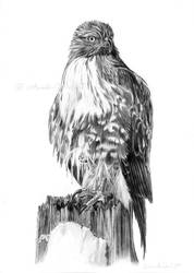 RED-TAILED HAWK - pencil drawing