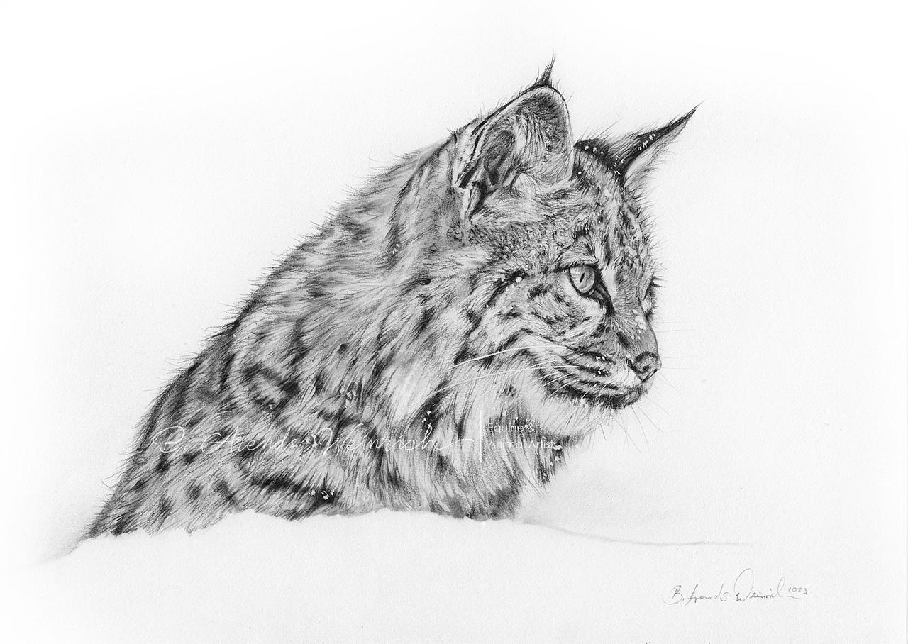 Luchs-Lynx| pencil drawing by AtelierArends on DeviantArt