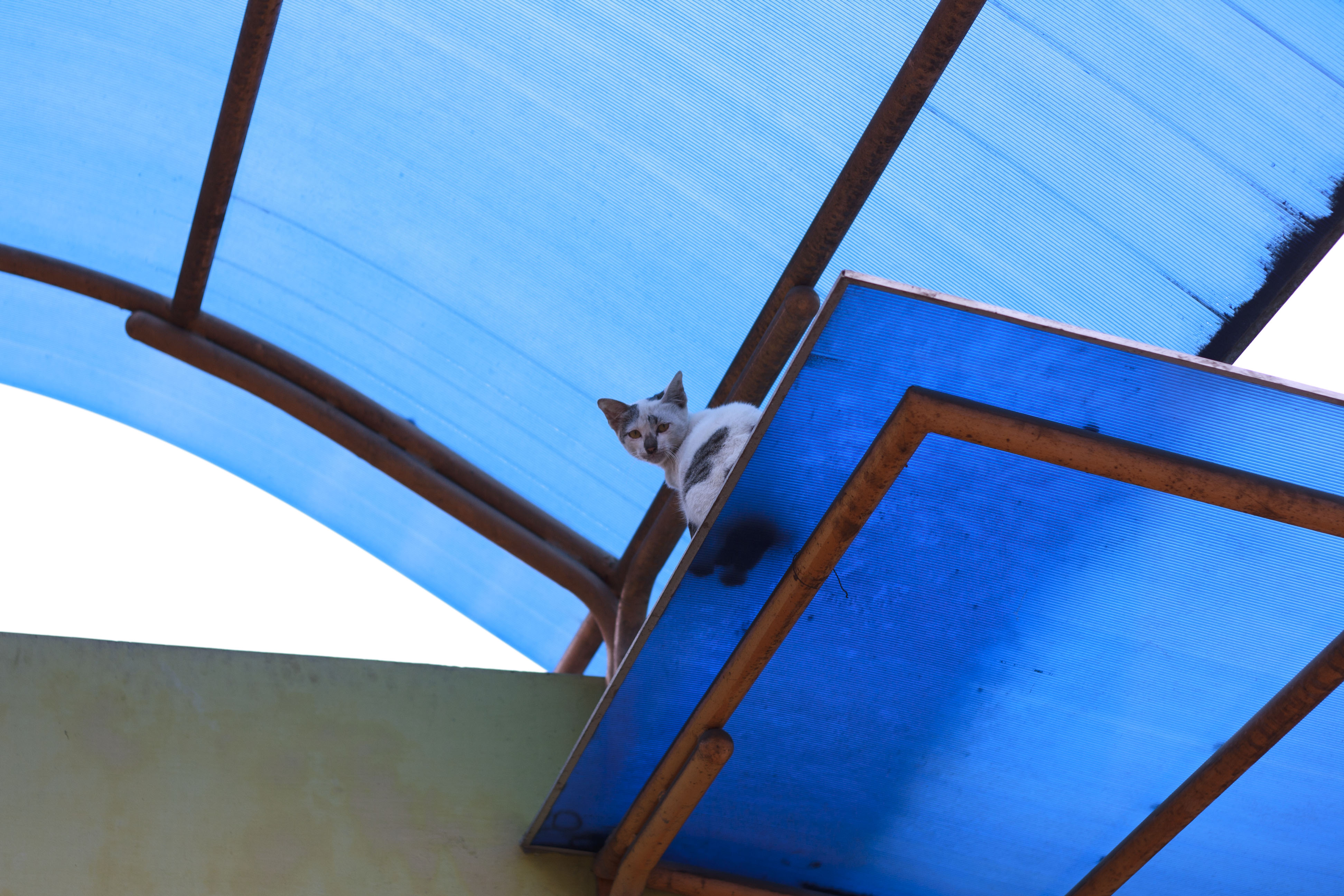 cat on the roof