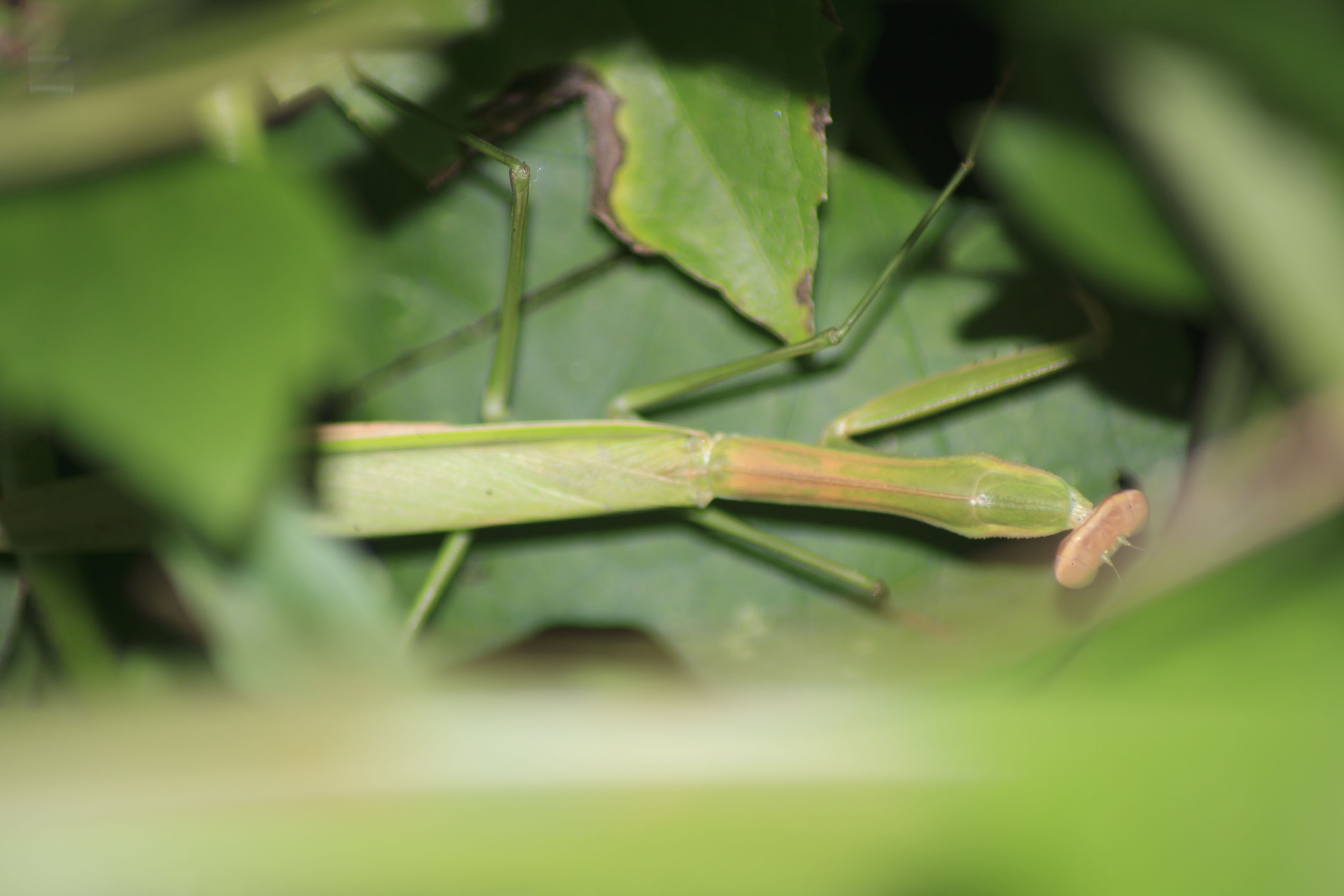 praying mantis