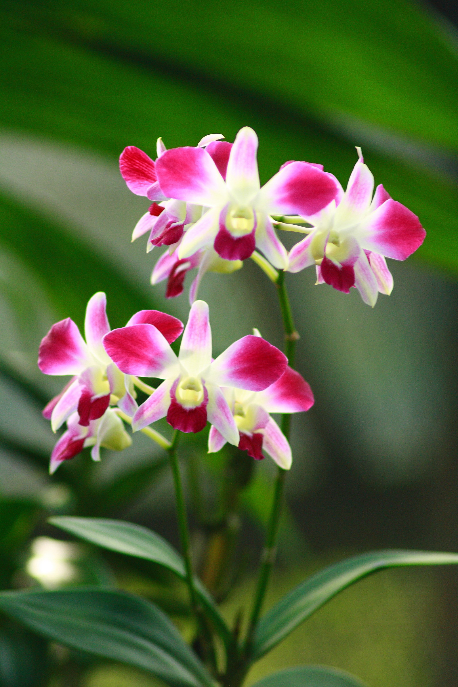 orchid collection 7