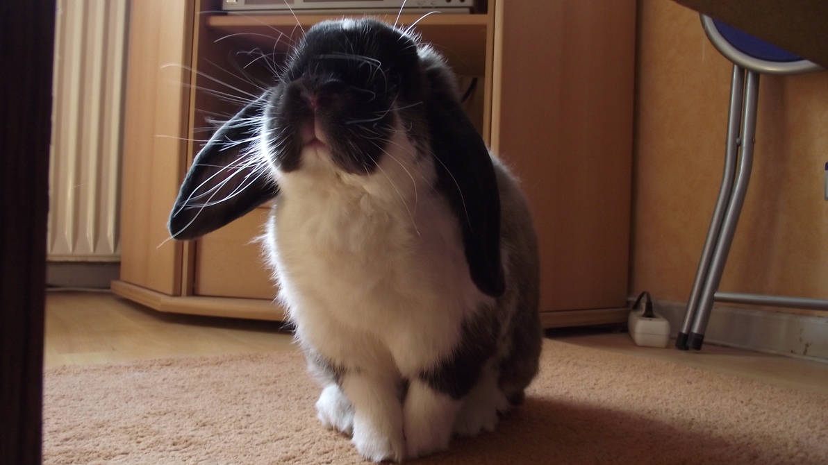 Cute Rabbit 1208 My cute rabbit 1 by OP-Girl16 on DeviantArt