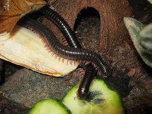 Millipede Bruce and Happy