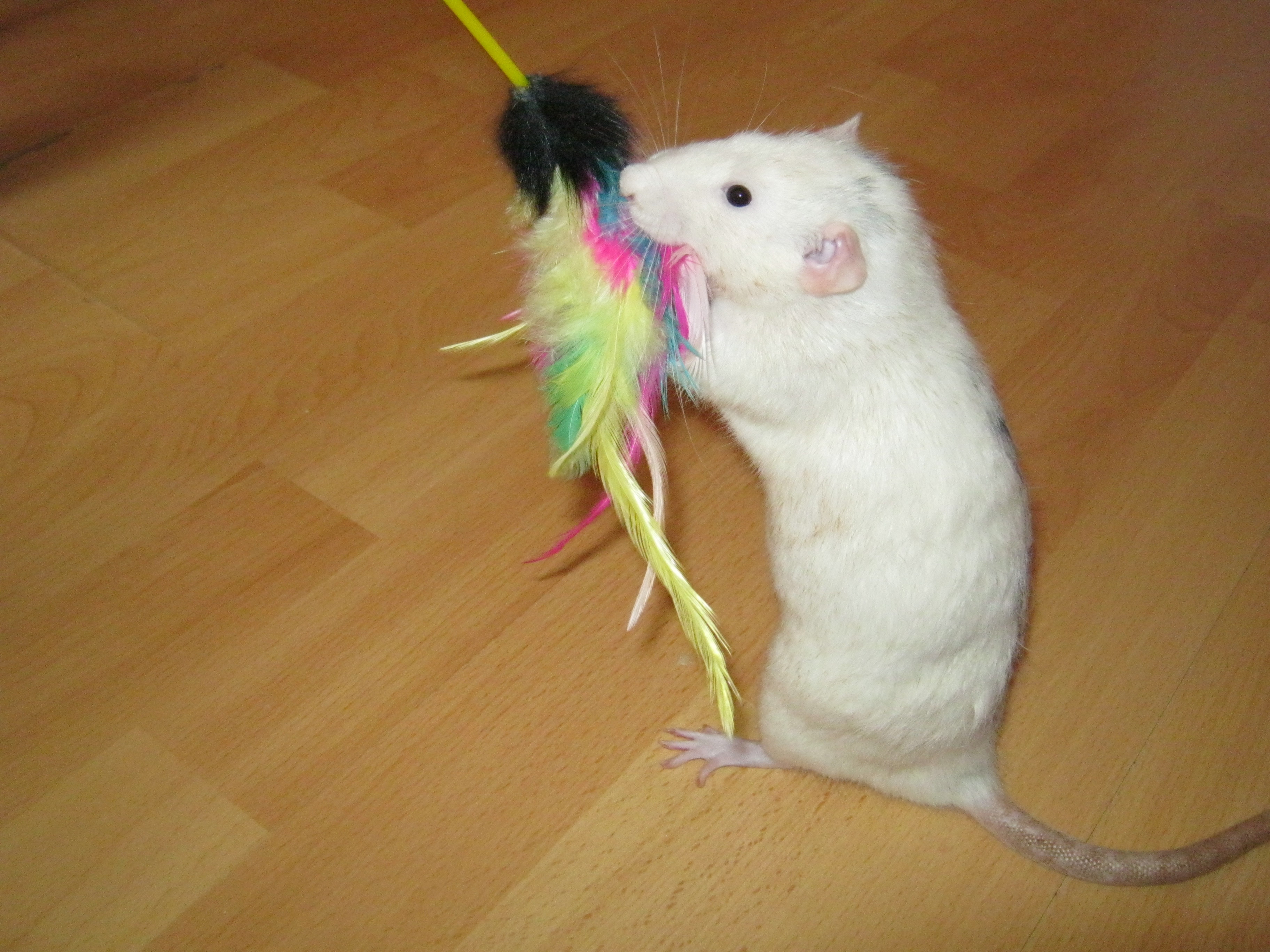 rat and cat-toy