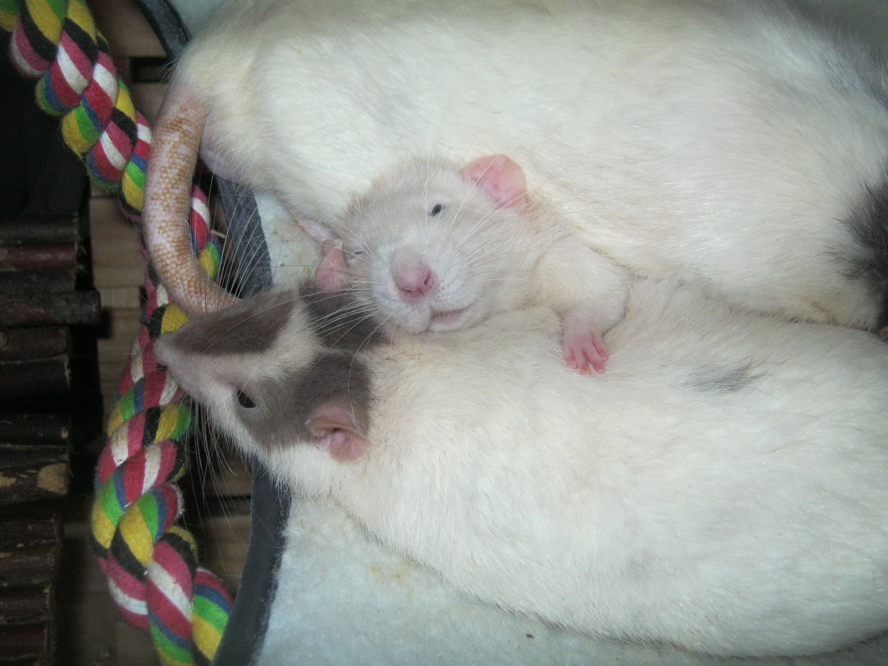 cute rats