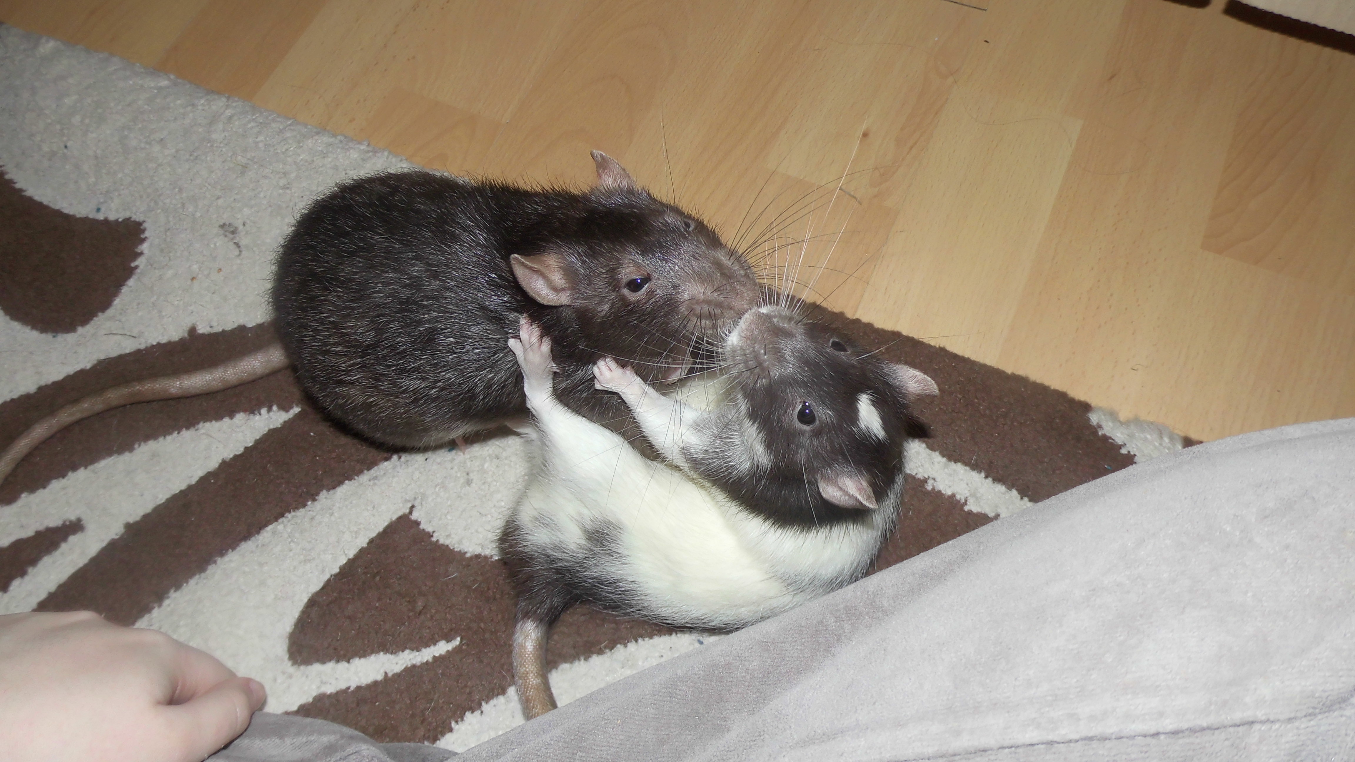 Rat Fighting Rink Rat fight by OP-Girl16 on DeviantArt