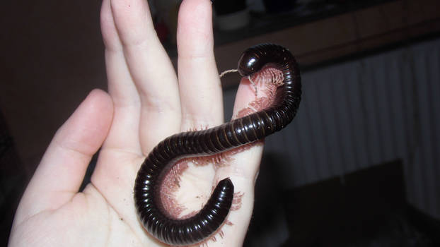 Giant millipede 2