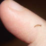 Tiny slug